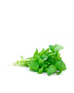 Albahaca