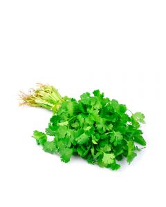 Cilantro