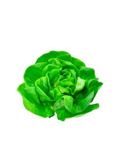 Lechuga Española