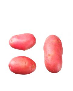 Papa